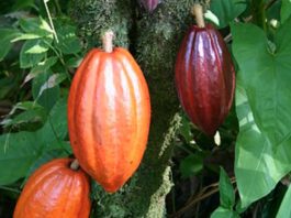 Cacao Pods on Theobroma Cacao Tree