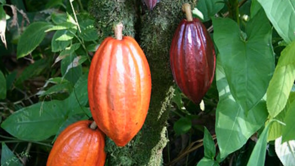 Cacao Pods on Theobroma Cacao Tree