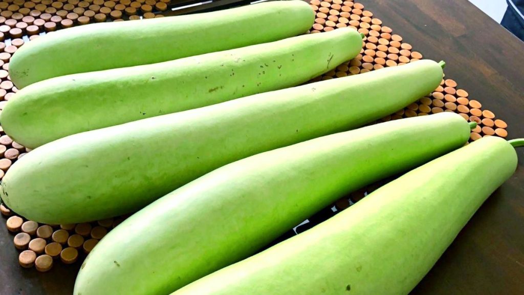 Bottle Gourd Image by Canva