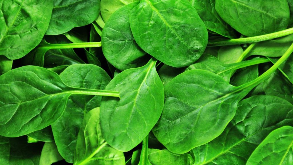 Spinach Leaves Image by Canva